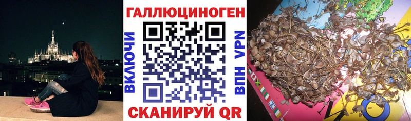 Псилоцибиновые грибы Psilocybe Киселёвск